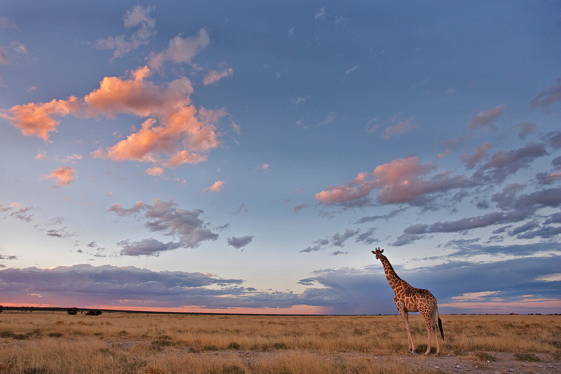 Giraffe (Giraffa camelopardalis), in der Abenddämmerung, Etosha National Park, Namibia, Afrika