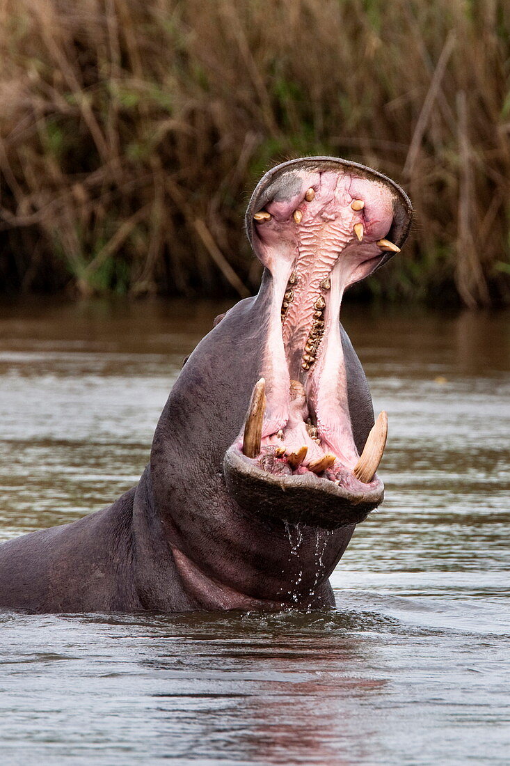 Flusspferd (Hippopotamus amphibius), Gähnen, Krüger-Nationalpark, Mpumalanga, Südafrika, Afrika