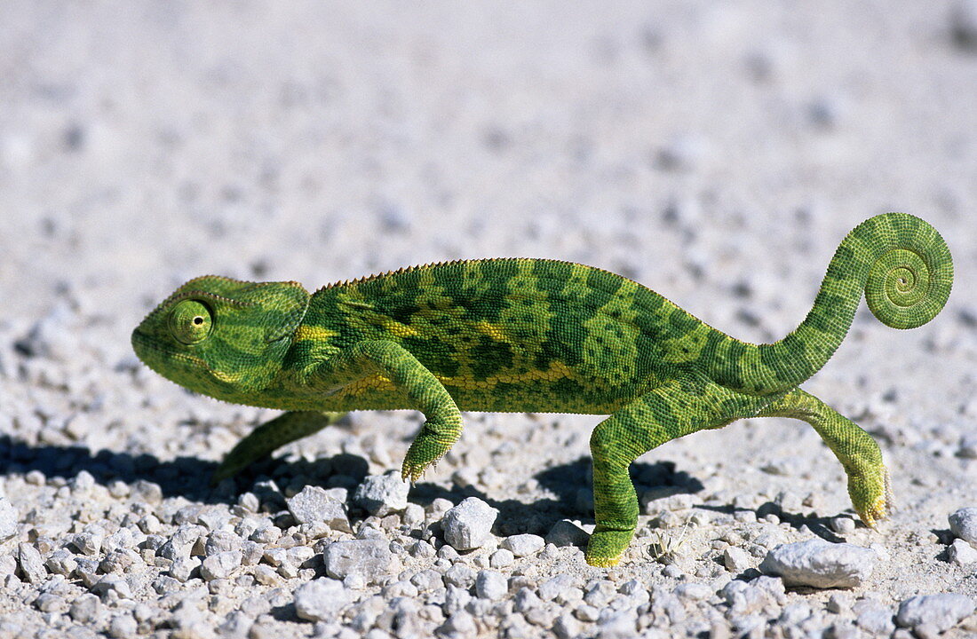 Flap-necked Chameleon, (Chamaeleo dilepsis), Etoscha National Park, Namibia