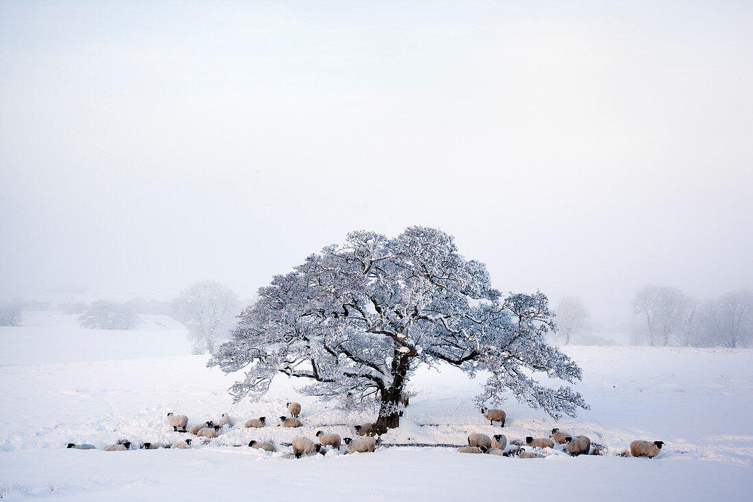 Northumberland Blackface Schafe im Schnee, Tarset, Hexham, Northumberland, England, Vereinigtes Königreich, Europa