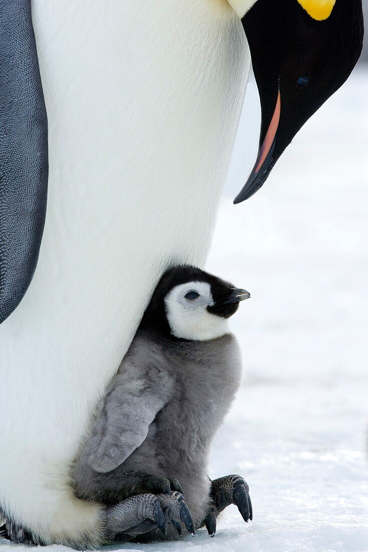 Kaiserpinguine, Küken und Erwachsener (Aptenodytes forsteri), Snow Hill Island, Weddellmeer, Antarktis, Polarregionen