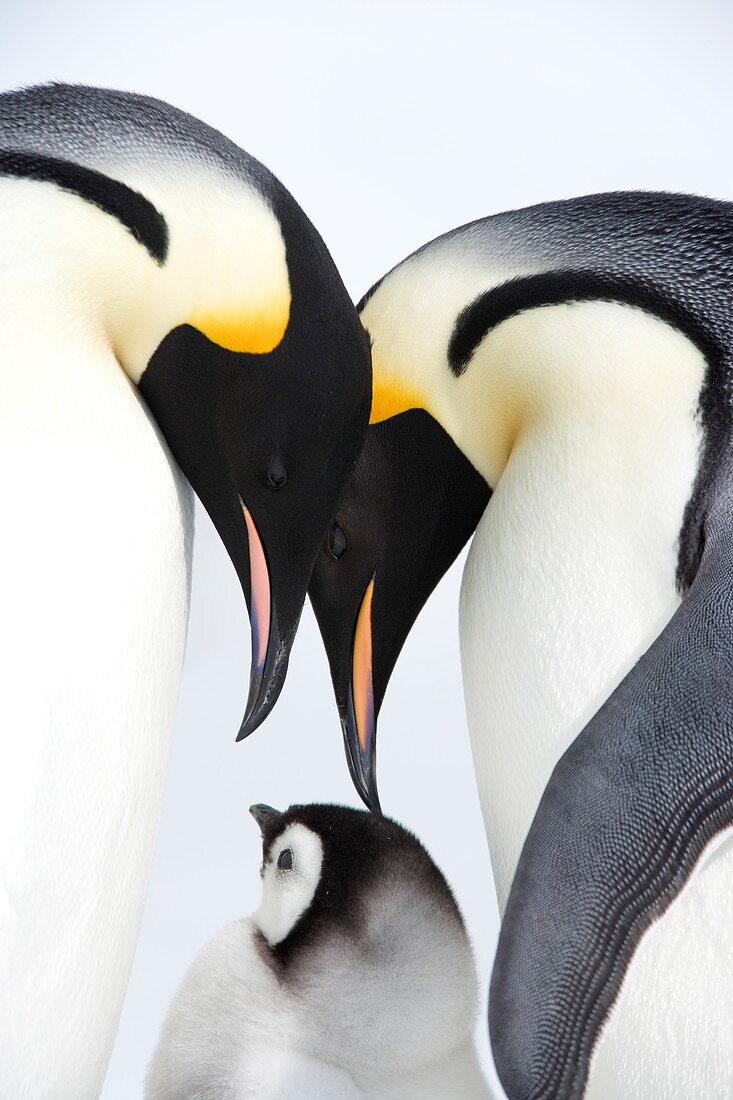 Emperor penguin (Aptenodytes forsteri), chick and adults, Snow Hill Island, Weddell Sea, Antarctica, Polar Regions *** Local Caption ***  