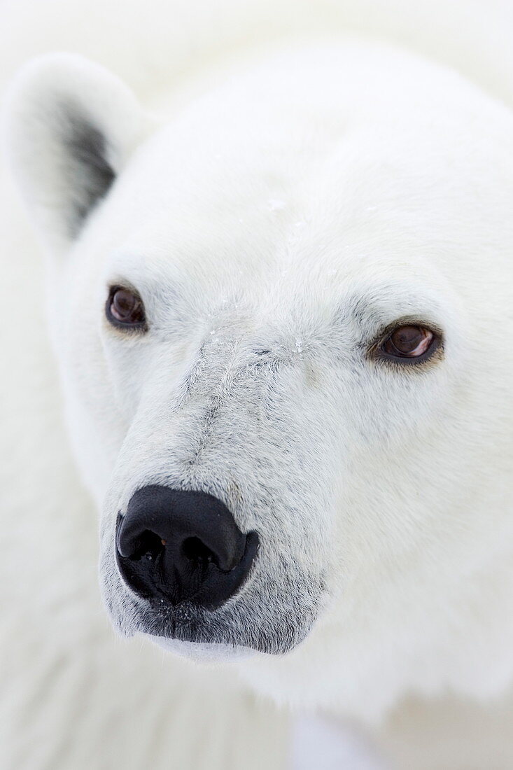 Polar bear (Ursus maritimus), Hudson Bay, Churchill, Manitoba, Canada, North America