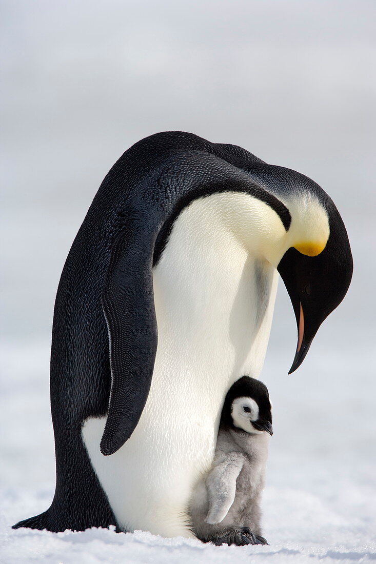 Kaiserpinguine (Aptenodytes forsteri) Erwachsener und Küken, Snow Hill Island, Weddellmeer, Antarktis, Polarregionen