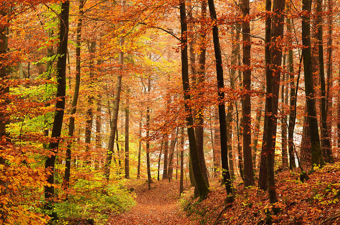 Herbstwald im Neckartal, nahe Villingen-Schwenningen, Baden-Württemberg, Deutschland, Europa