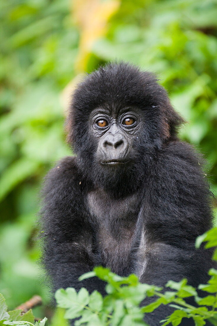Gorillasäugling (Gorilla gorilla beringei), Amahoro Eine Gruppe, Vulkan-Nationalpark (Parc National des Volcans), Ruanda, Afrika