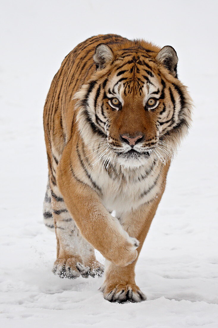 Gefangener sibirischer Tiger (Panthera tigris altaica) im Schnee, nahe Bozeman, Montana, Vereinigte Staaten von Amerika, Nordamerika