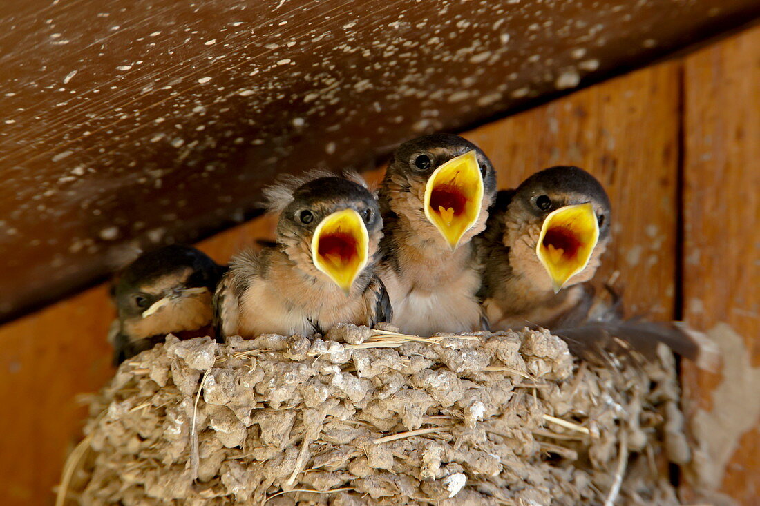 Rauchschwalbe (Hirundo rustica), vier zwitschernde Küken, Custer State Park, South Dakota, Vereinigte Staaten von Amerika, Nordamerika