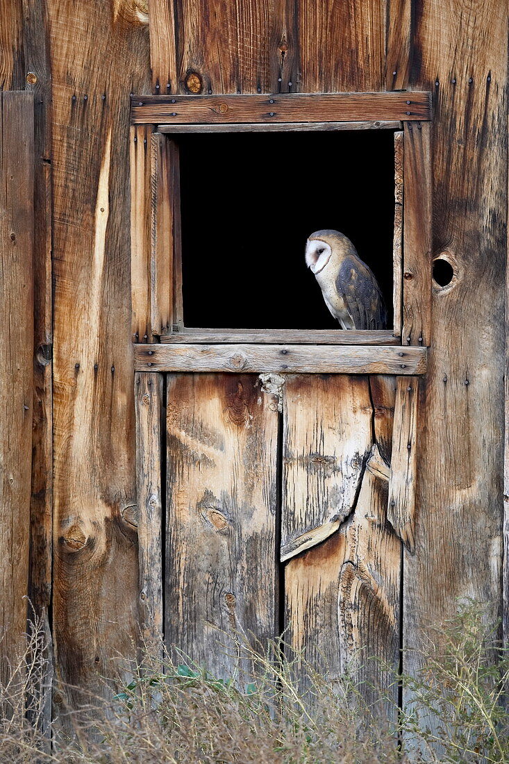 Captive barn owl (Tyto alba) in barn window, Boulder County, Colorado, United States of America, North America