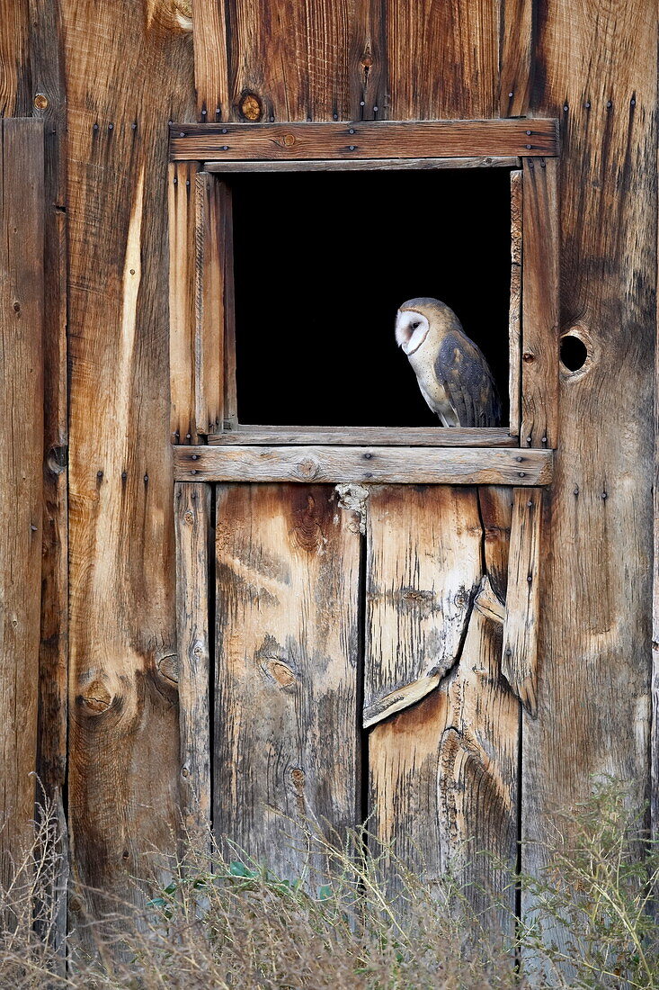 Gefangene Schleiereule (Tyto alba) im Scheunenfenster, Boulder County, Colorado, Vereinigte Staaten von Amerika, Nordamerika