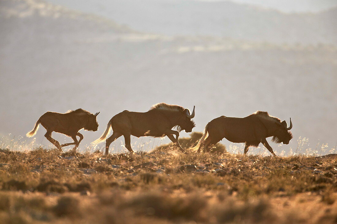 Three black wildebeest (white-tailed gnu) (Connochaetes gnou) running, Mountain Zebra National Park, South Africa, Africa 