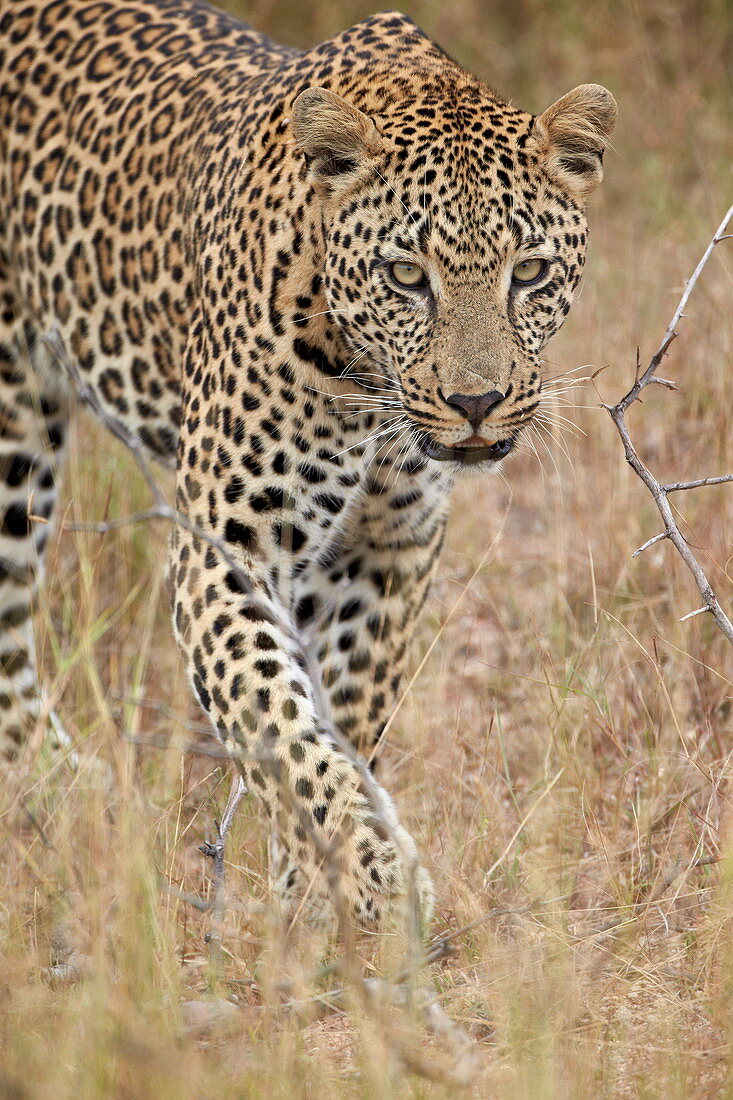 Leopard (Panthera pardus), läuft über trockenem Gras, Krüger-Nationalpark, Südafrika, Afrika