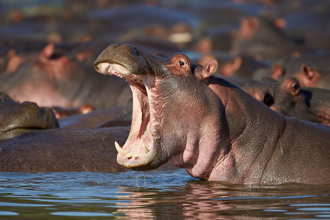 Gähnendes Nilpferd (Hippopotamus amphibius), Serengeti-Nationalpark, Tansania, Ostafrika, Afrika