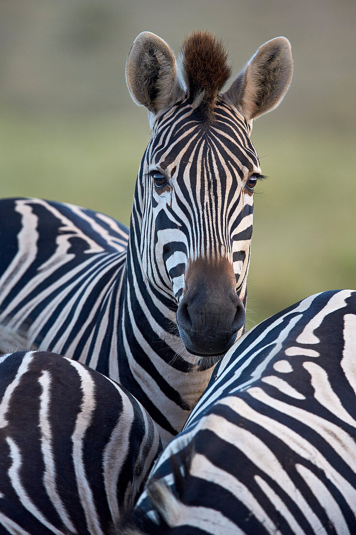 Zebra (Plains Zebra) (Burchell's Zebra) (Equus Burchelli), Addo Elephant National Park, Südafrika, Afrika