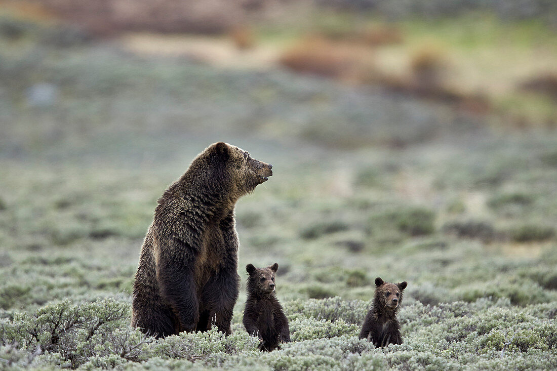 Grizzly Bear (Ursus arctos horribilis) sow and two cubs of the year or spring cubs standing, Yellowstone National Park, Wyoming, United States of America, North America