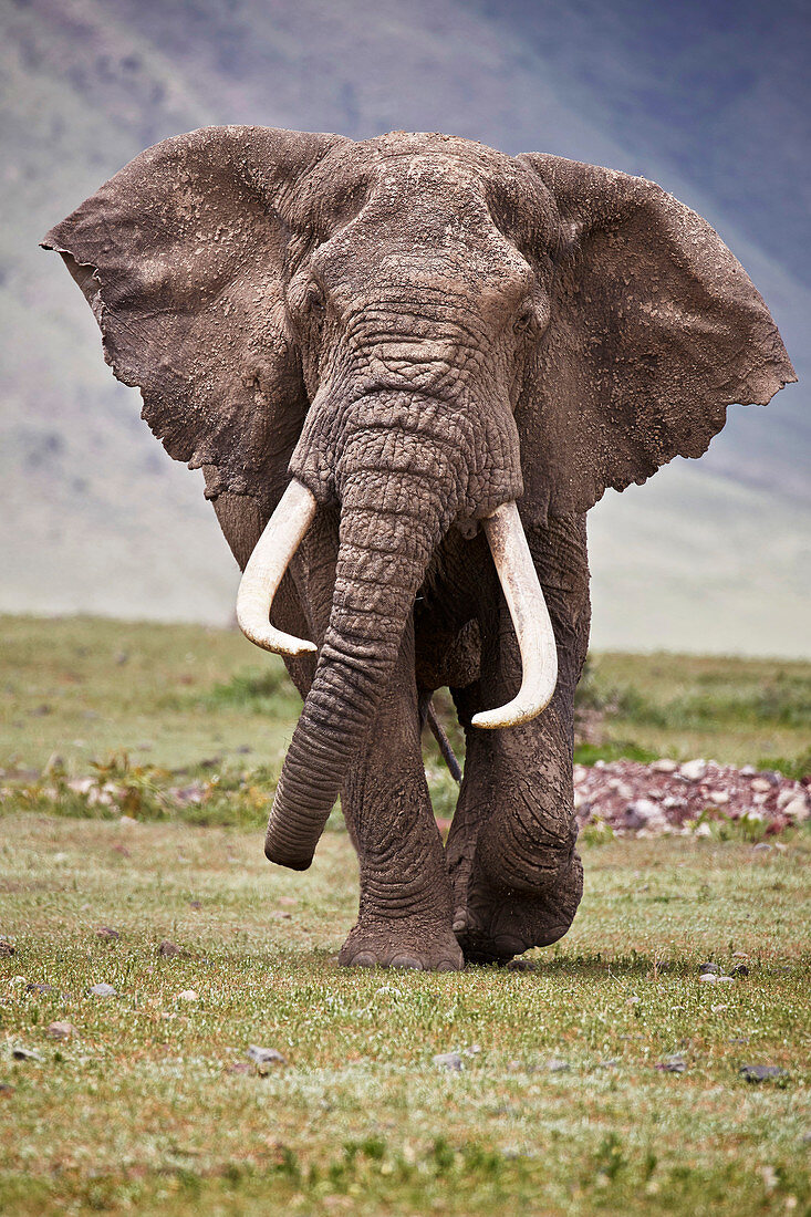 Stier des afrikanischen Elefanten (Loxodonta africana), Ngorongoro-Krater, Tansania, Ostafrika, Afrika
