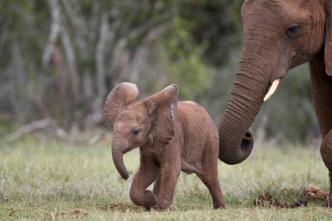 Afrikanische Elefanten (Loxodonta africana), Mutter und Baby, Addo Elephant National Park, Südafrika, Afrika