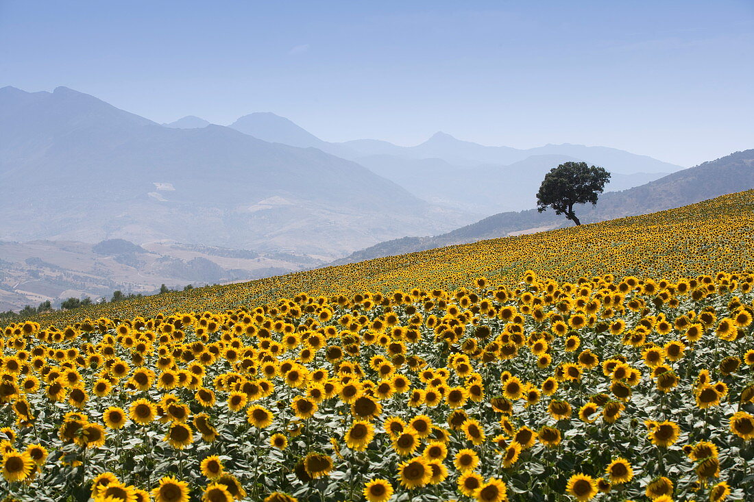 Sonnenblumen, nahe Ronda, Andalusien (Andalusien), Spanien, Europa