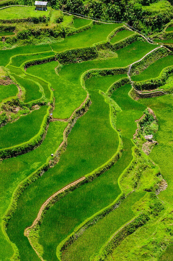 Bangaan in den Reisterrassen von Banaue, UNESCO-Weltkulturerbe, Nord-Luzon, Philippinen, Südostasien, Asien
