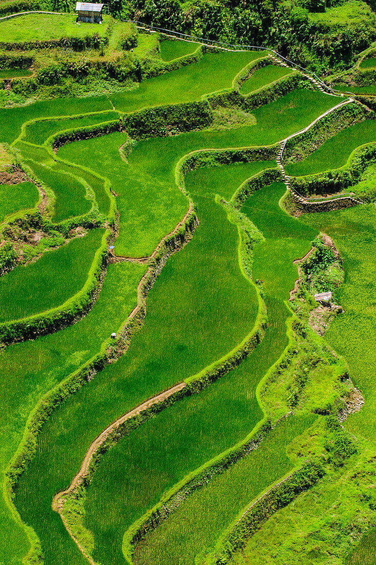 Bangaan in the rice terraces of Banaue, UNESCO World Heritage Site, Northern Luzon, Philippines, Southeast Asia, Asia