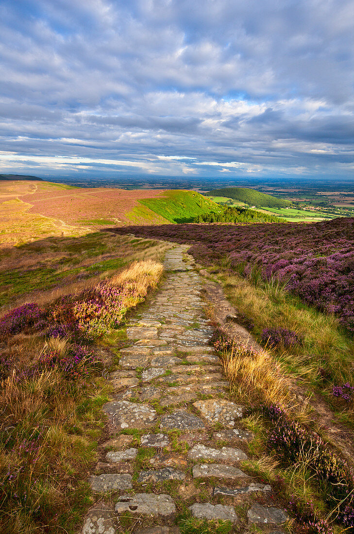 Clouds gather above the Cleveland Way and the heather-clad Little Bonny Cliff, North Yorkshire Moors, Yorkshire, England, United Kingdom, Europe