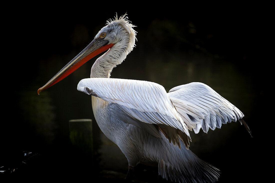 Dalmatian Pelican (Pelecanus crispus), near threatened status, France, Europe