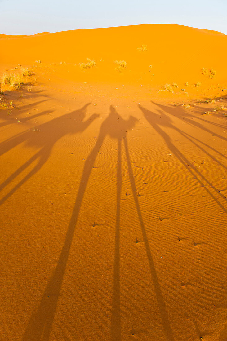 Schatten von Kamelkarawanen, Erg Chebbi Wüste, Sahara Wüste nahe Merzouga, Marokko, Nordafrika, Afrika