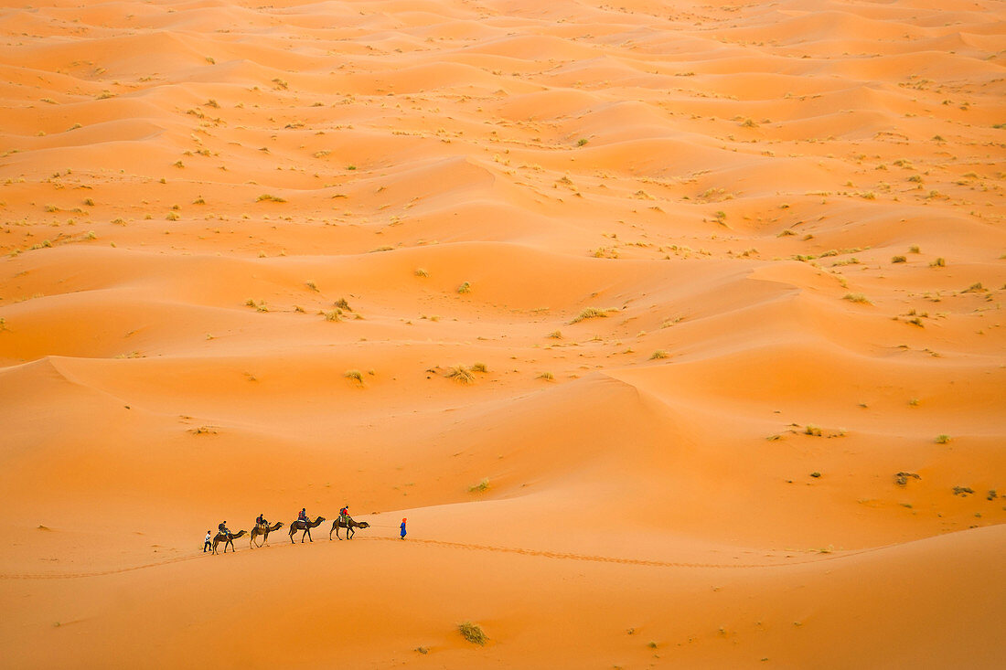Camel caravan in Erg Chebbi Desert, Sahara Desert near Merzouga, Morocco, North Africa, Africa
