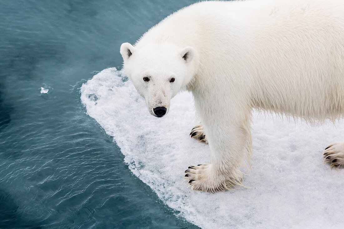 Ein neugieriger junger Eisbär (Ursus maritimus) auf dem Eis in Bear Sound, Insel Spitzbergen, Spitzbergen, Norwegen, Skandinavien, Europa