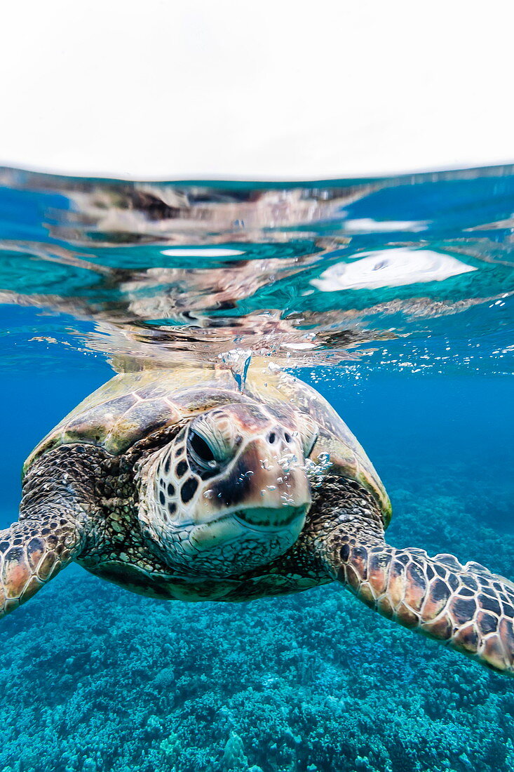 Grüne Meeresschildkröte (Chelonia mydas) unter Wasser, Maui, Hawaii, Vereinigte Staaten von Amerika, Pazifik