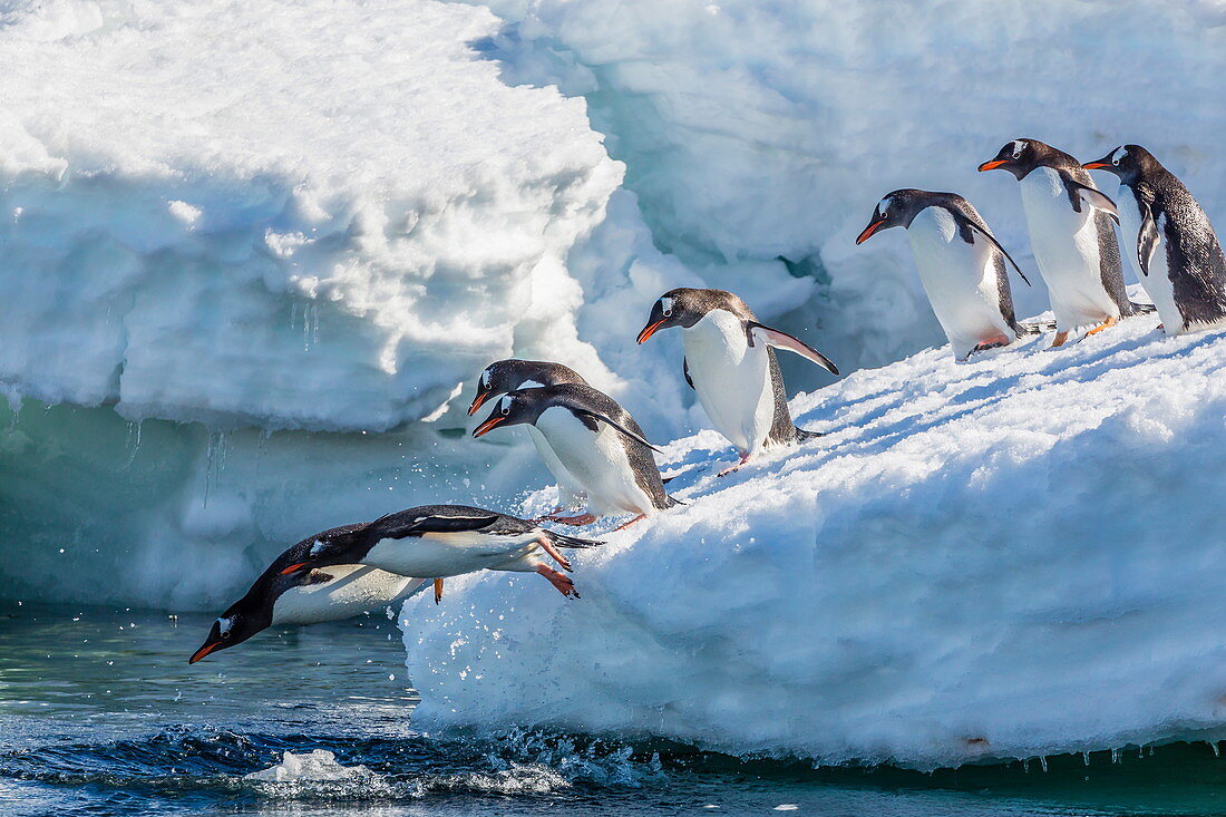 Erwachsene Eselspinguine (Pygoscelis papua), springen ins Meer in Mickelson Harbour, Antarktis, Südlicher Ozean, Polarregionen