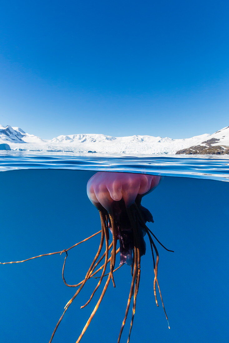 Unidentified large jellyfish in brash ice, Cierva Cove, Antarctica, Southern Ocean, Polar Regions