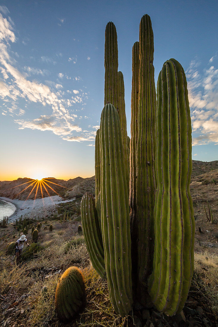 A Mexican giant cardon cactus (Pachycereus pringlei) at sunset on Isla Santa Catalina, Baja California Sur, Mexico, North America