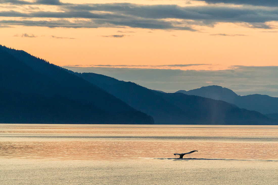 Buckelwal (Megaptera novaeangliae), beim Tauchen im Sonnenuntergang nahe Chichigof Island, Südost-Alaska, Vereinigte Staaten von Amerika, Nordamerika