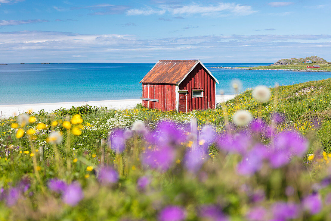 Bunte Blumen auf grünen Wiesen und typisches Rorbu, umgeben von türkisfarbenem Meer, Ramberg, Lofoten, Norwegen, Skandinavien, Europa