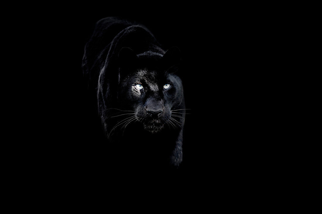 Black panther (black leopard) (Panthera onca), Montana, United States of America, North America