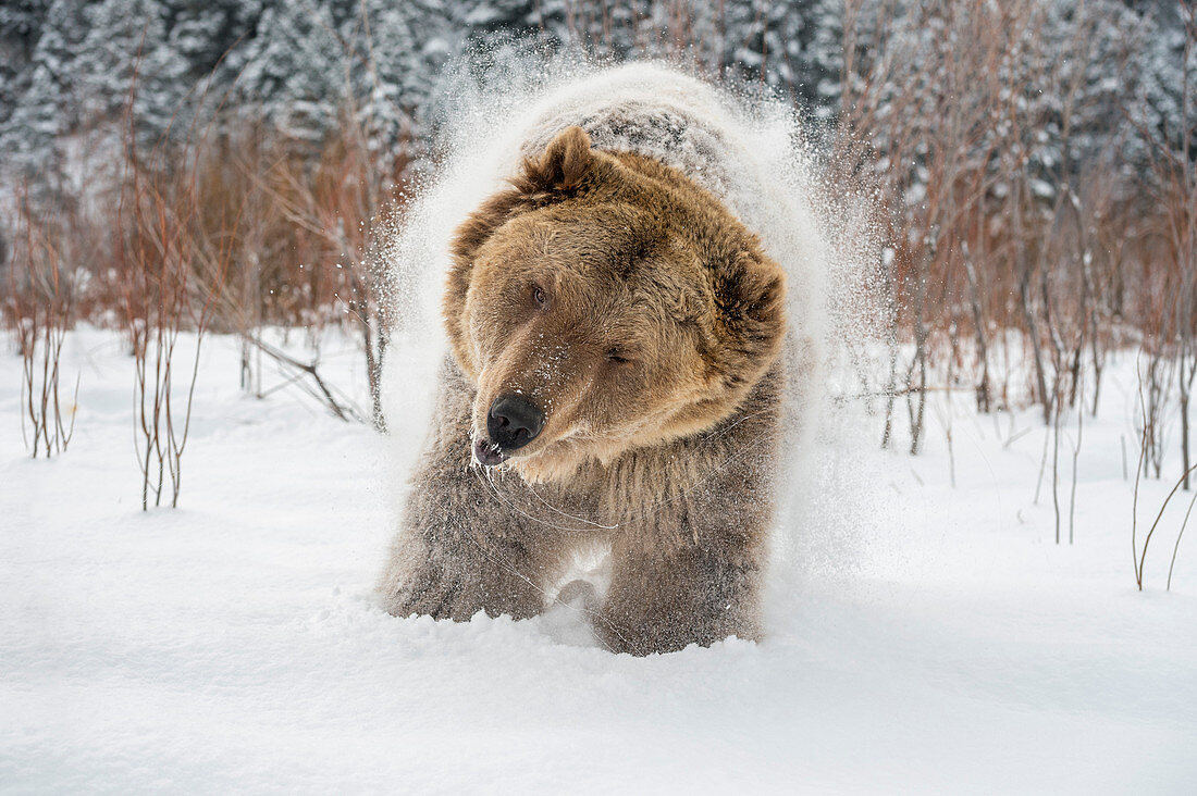 Braunbär (Grizzly) (Ursus arctos), Montana, Vereinigte Staaten von Amerika, Nordamerika