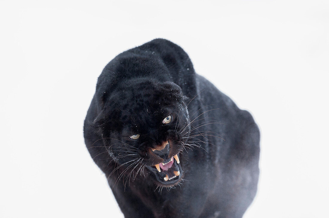 Schwarzer Panther (schwarzer Leopard) (Panthera onca), Montana, Vereinigte Staaten von Amerika, Nordamerika