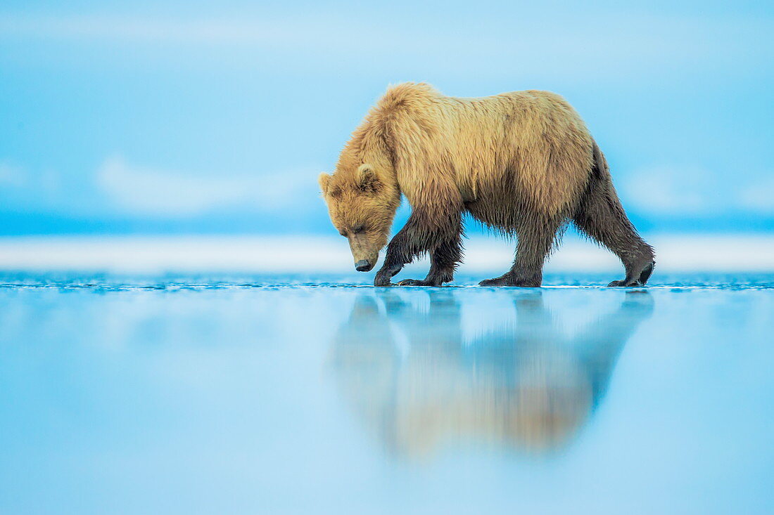 Braunbär (Ursus arctos), Lake Clark, Alaska, Vereinigte Staaten von Amerika, Nordamerika