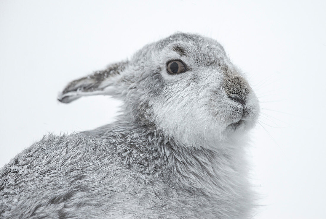 Schneehase (Lepus timidus), Cairngorms, Schottland, Vereinigtes Königreich, Europa