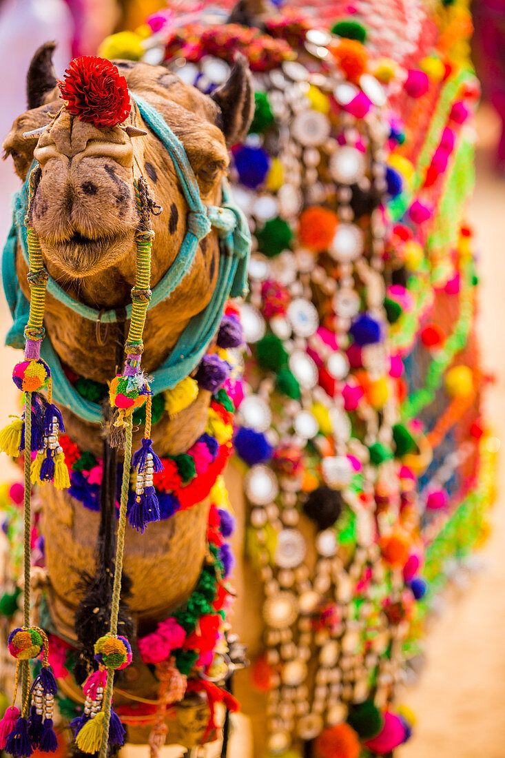 Kamel auf der Pushkar-Kamelmesse, Pushkar, Rajasthan, Indien, Asien