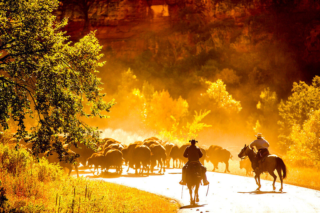 Buffalo Round Up, Custer State Park, Black Hills, South Dakota, United States of America, North America