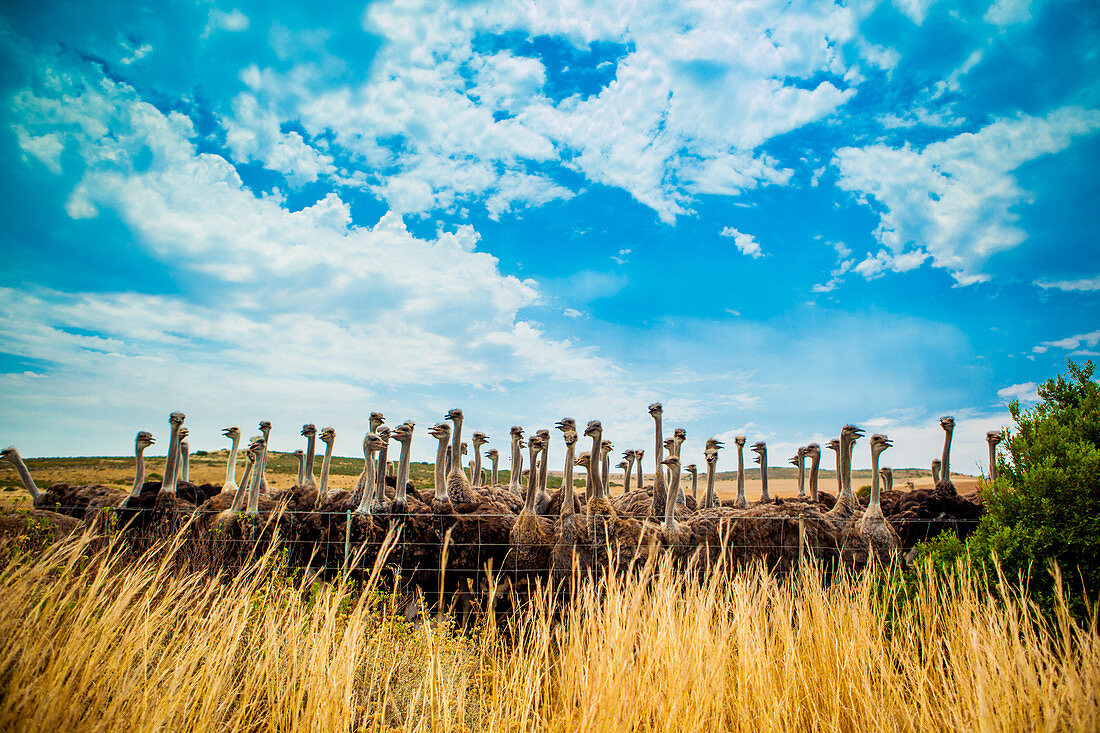 Ostrich Farm on the Garden Route, Knysna, South Africa, Africa