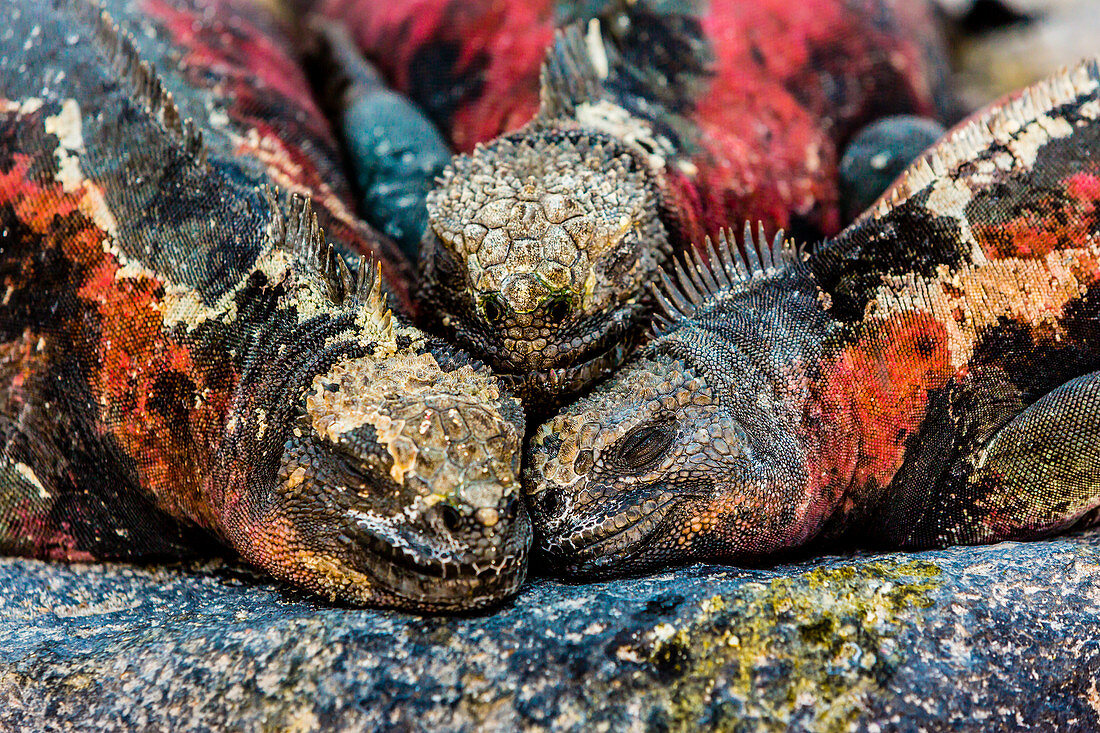 Leguane, Espanola Island, Galapagos-Inseln, Ecuador, Südamerika