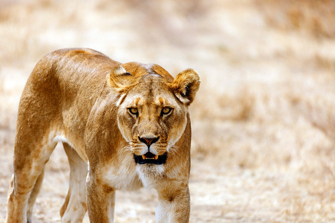 Löwin (Panthera Leo), Serengeti-Nationalpark, Tansania, Ostafrika, Afrika