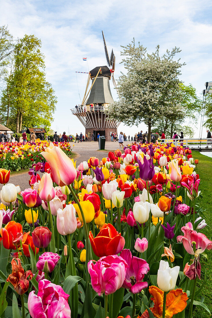 Tulips and Windmills in Keukenhof garden, Lisse, South Holland, The Netherlands, Europe