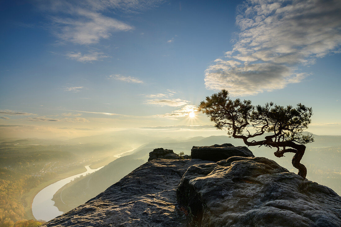 Sunrise over the Elbe valley with pine trees in the foreground, from Lilienstein, Elbe Sandstone Mountains, Saxon Switzerland National Park, Saxon Switzerland, Saxony, Germany