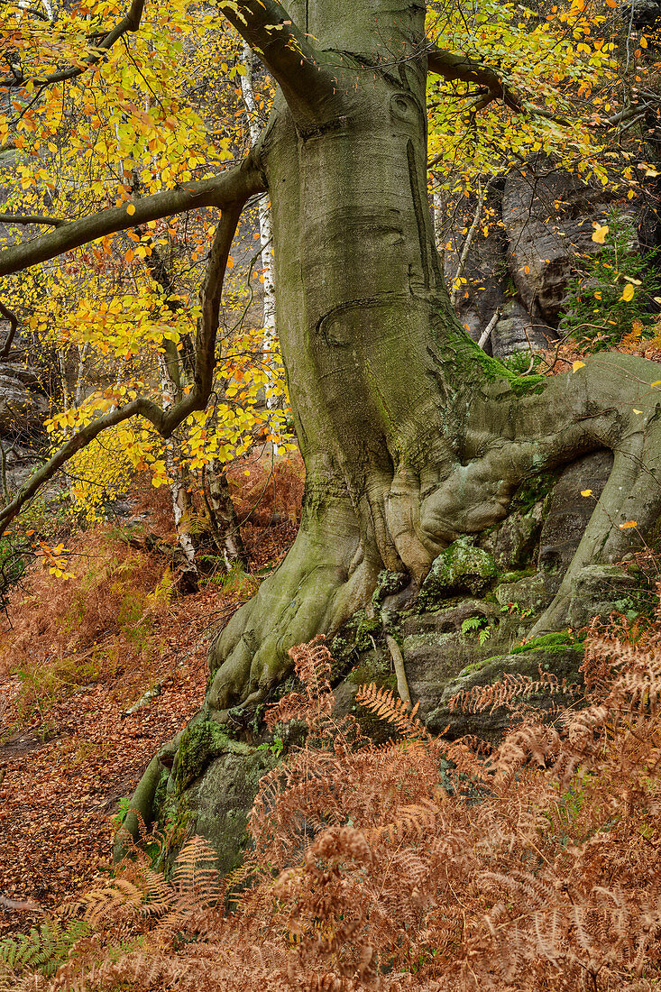 Stamm einer Buche im Herbstwald, Elbsandsteingebirge, Nationalpark Sächsische Schweiz, Sächsische Schweiz, Sachsen, Deutschland