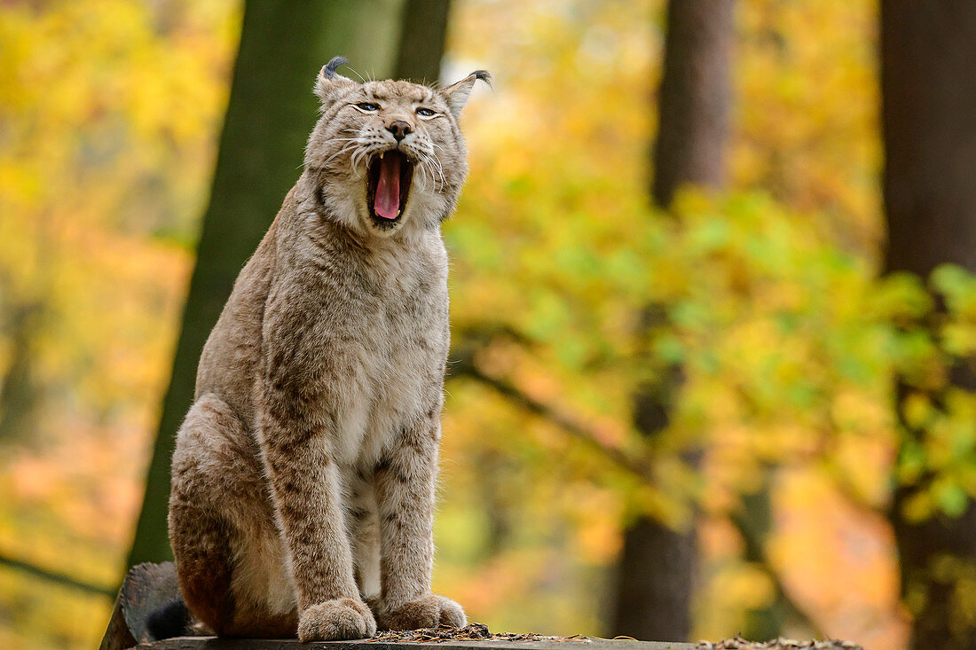 Lynx yawns, Bad Schandau, Elbe Sandstone Mountains, Saxon Switzerland National Park, Saxon Switzerland, Saxony, Germany