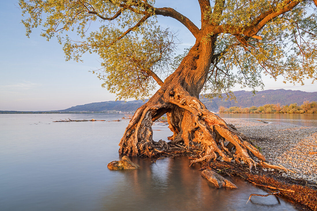 Alter Wurzelbaum, Weide am Bodensee bei Bregenz, Vorarlberg, Westösterreich, Österreich, Europa